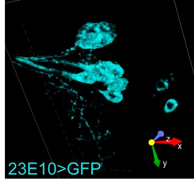 Open access visualization of 3D Plot, Volumetric reconstruction, 23E10-labeled cell bodies, IHC