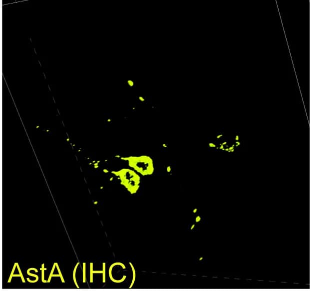 Open access visualization of Microscopy, AstA protein, IHC