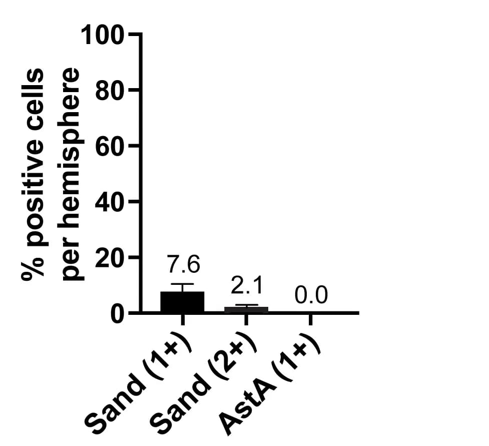 Open access visualization of Bar Plot, Error Bars, 23E10 cell bodies, mRNA, AstA