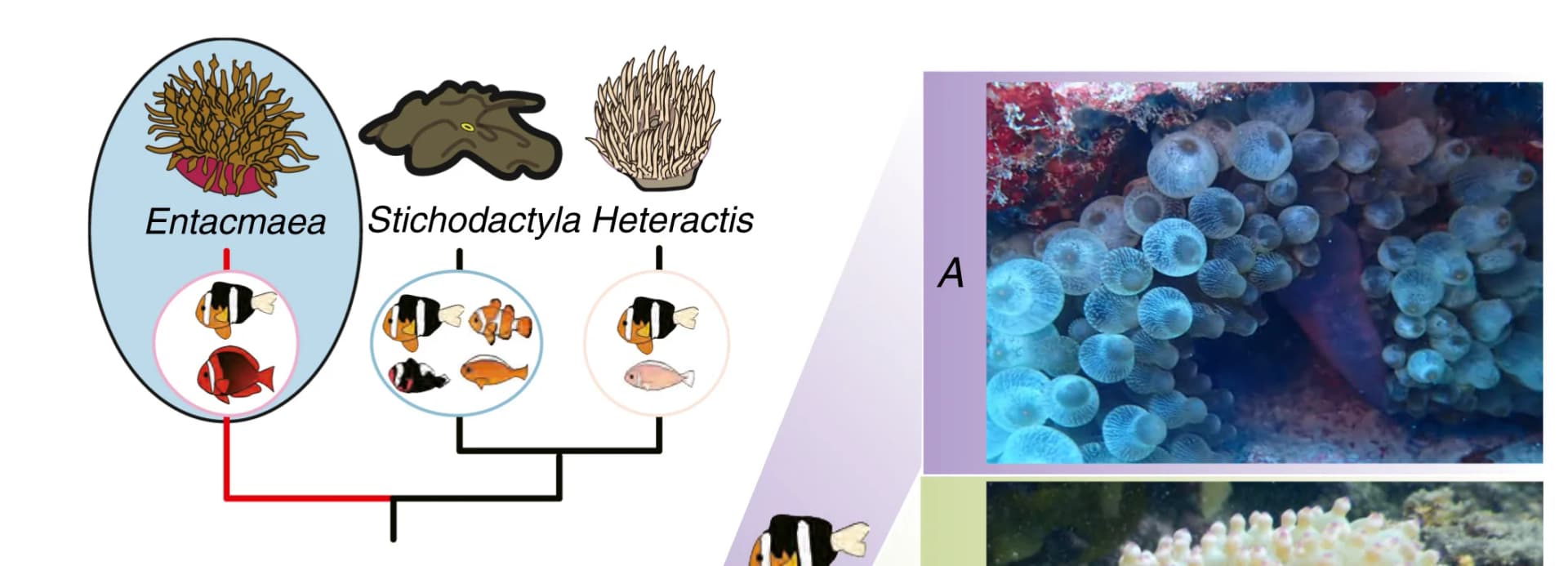 Open access visualization of Workflow, Photo, Phylogenetic Tree, Sea Anemones, Lineages
