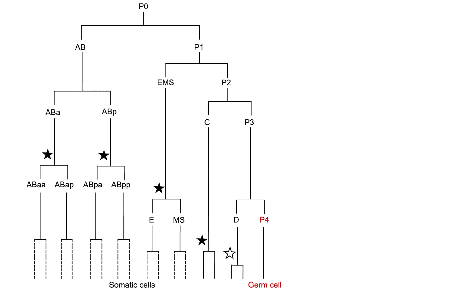 Open access visualization of Workflow, Flowchart, Cell Divisions, M. belari embryo, Elimination Division
