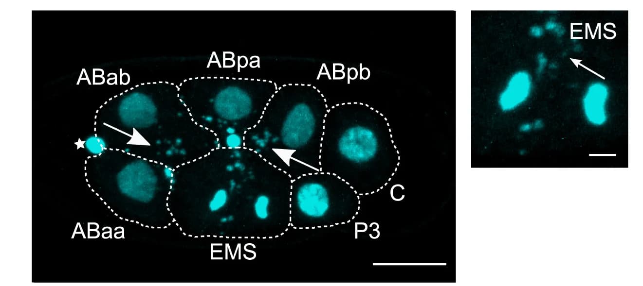 Open access visualization of Microscopy, Confocal Images, M. belari embryos, DNA Staining, DNA Fragmentation