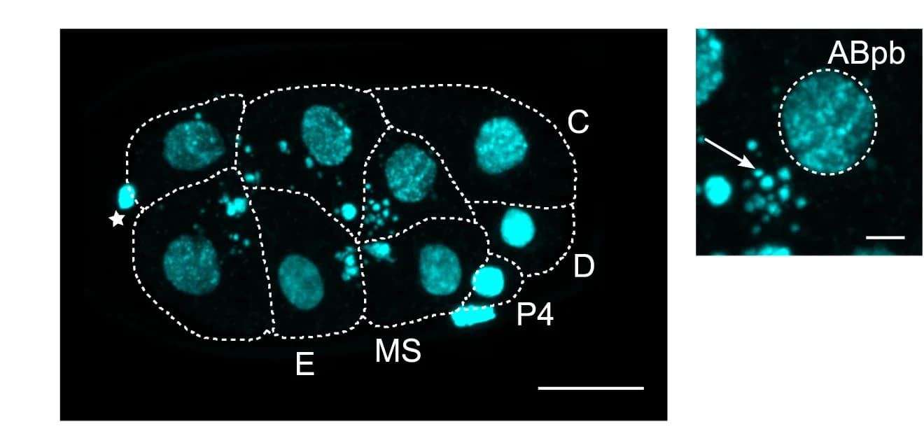 Open access visualization of Microscopy, Confocal Images, M. belari embryos, DNA Staining, DNA Fragmentation