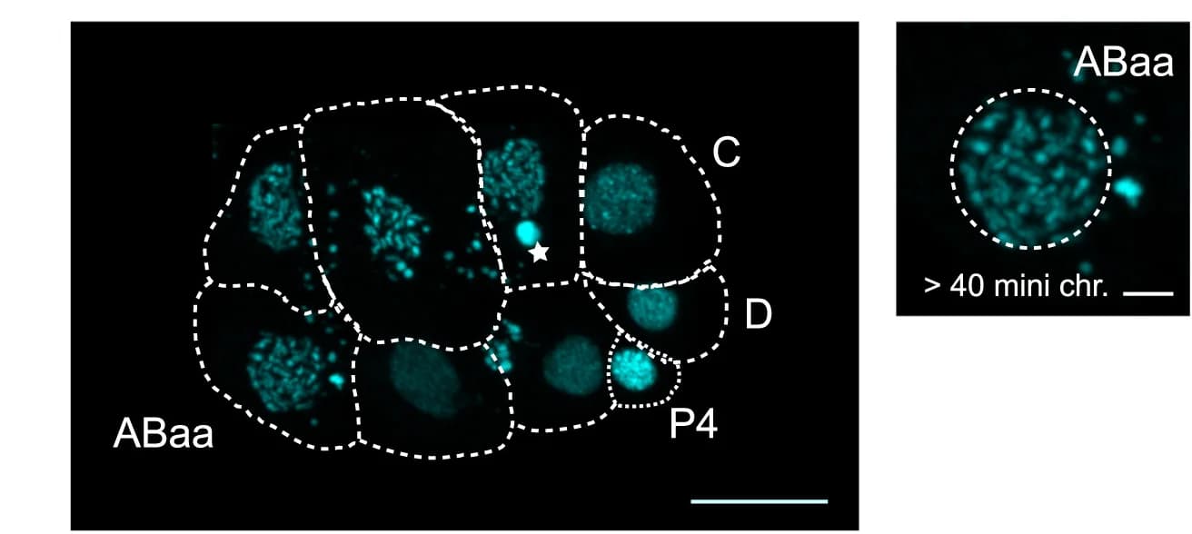 Open access visualization of Microscopy, Confocal Images, M. belari embryos, DNA Staining, DNA Fragmentation