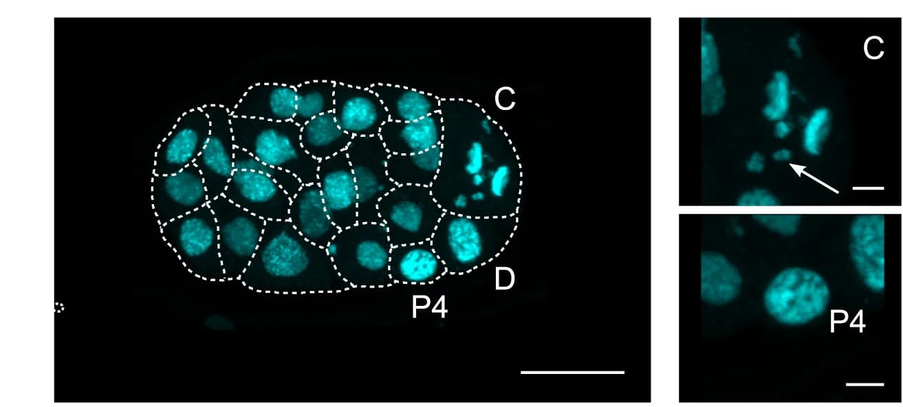 Open access visualization of Microscopy, Confocal Images, M. belari embryos, DNA Staining, DNA Fragmentation