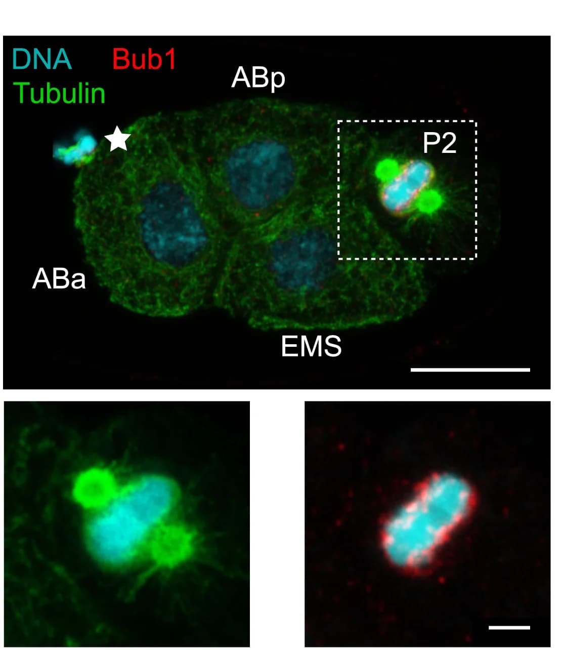 Open access visualization of Microscopy, Mitosis, Chromosomes, Holocentric Chromosomes