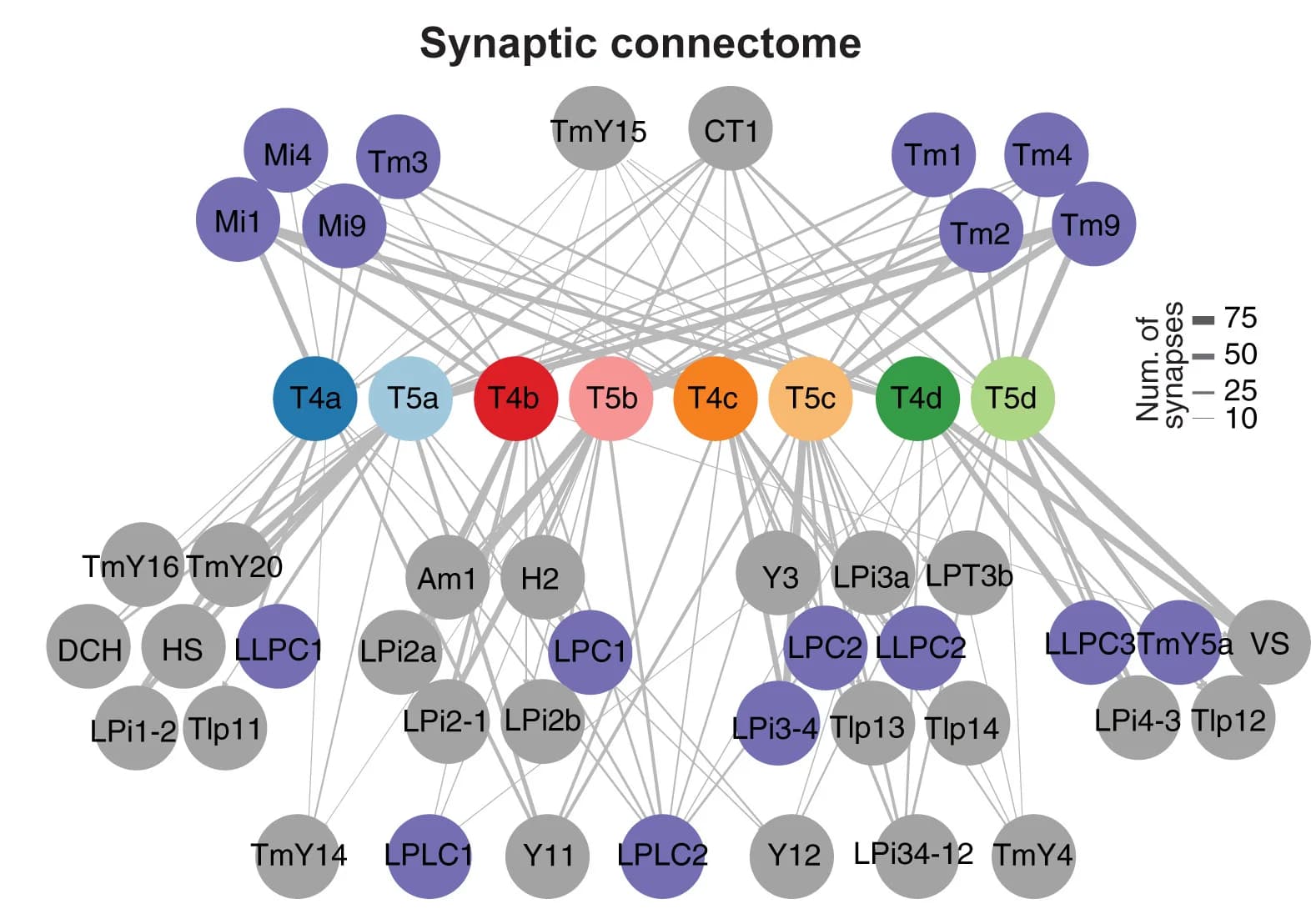 Open access visualization of Network, Pathway, Connectome, T4/T5 subtypes, Cell types