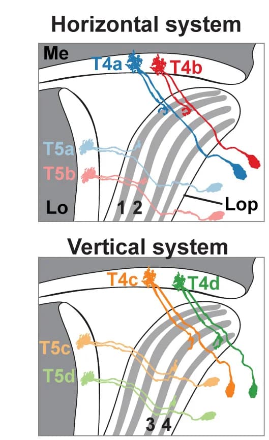 Open access visualization of Illustration, Morphology, T4/T5 subtypes, Medulla, Lobula