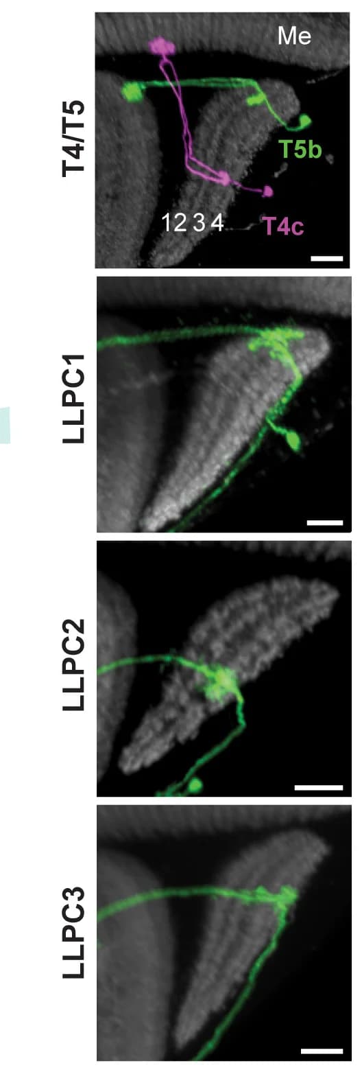Open access visualization of Microscopy, T4/T5 subtypes, LLPC neurons, Neuropil marker, Brp