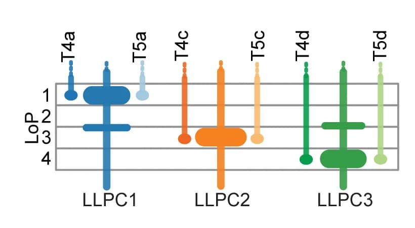 Open access visualization of Bar Plot, Error Bars, Synaptic connections, T4/T5 axons, LLPC dendrites