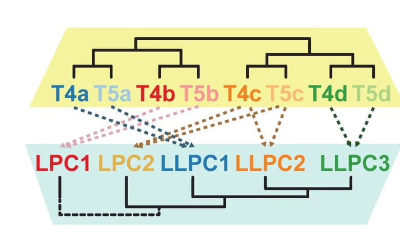 Open access visualization of Network, Sankey, T4/T5 subtypes, Postsynaptic targets