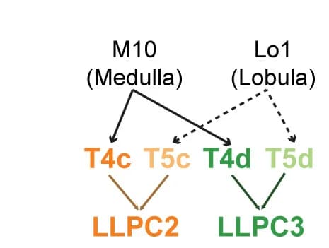 Open access visualization of Workflow, Flowchart, Connectome, T4, T5