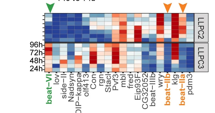 Open access visualization of Heatmap, Differentially Expressed Genes, LLPC2, LLPC3