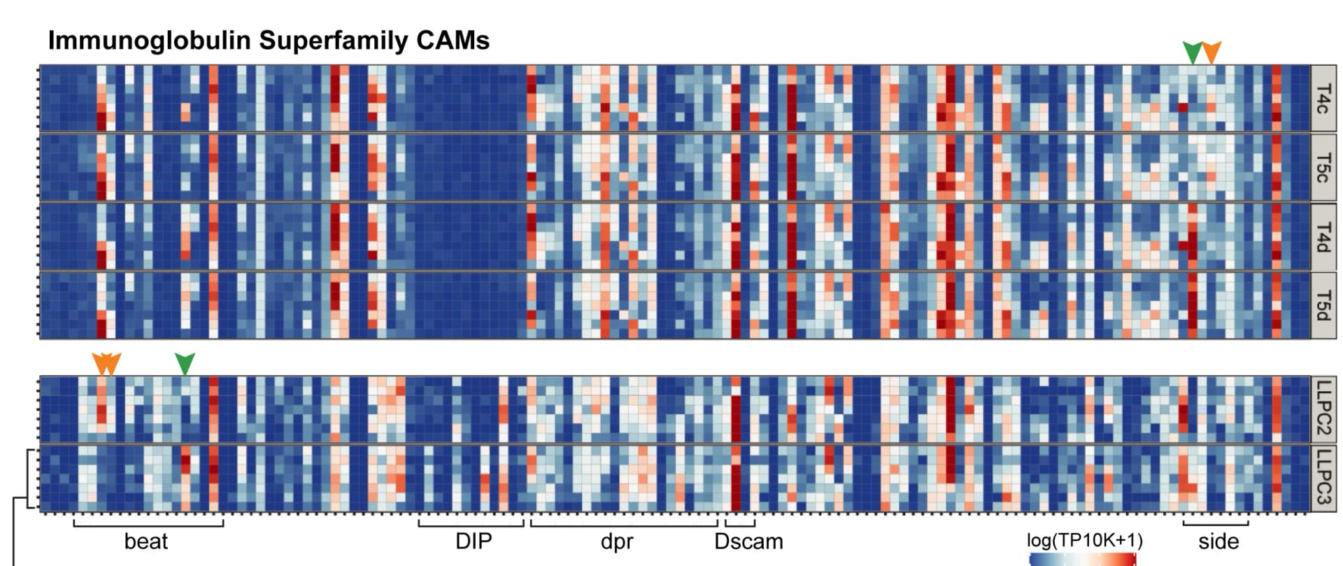 Open access visualization of Heatmap, IgSF CAMs, Expression Levels, Pupal Formation