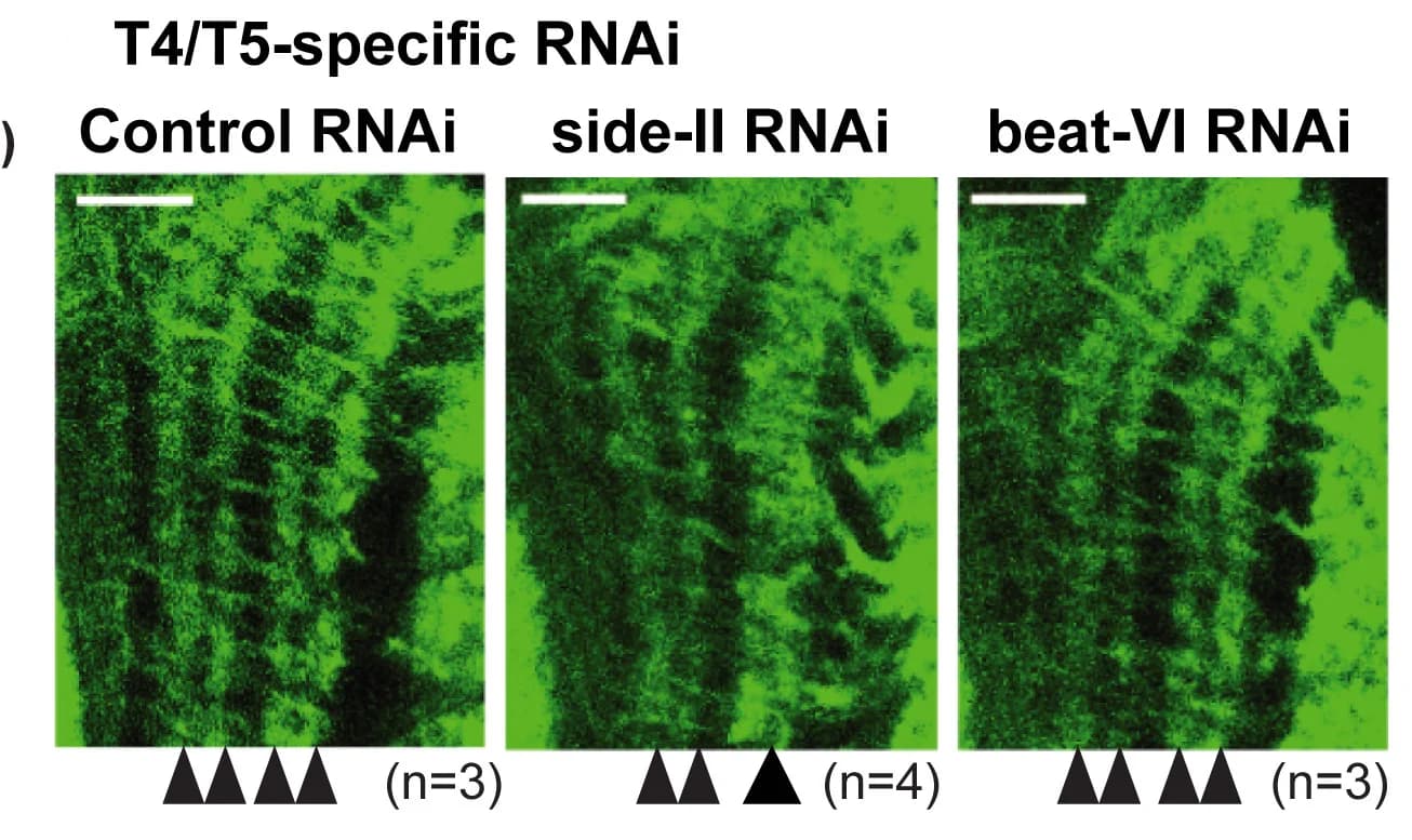 Open access visualization of Microscopy, RNAi, Layers