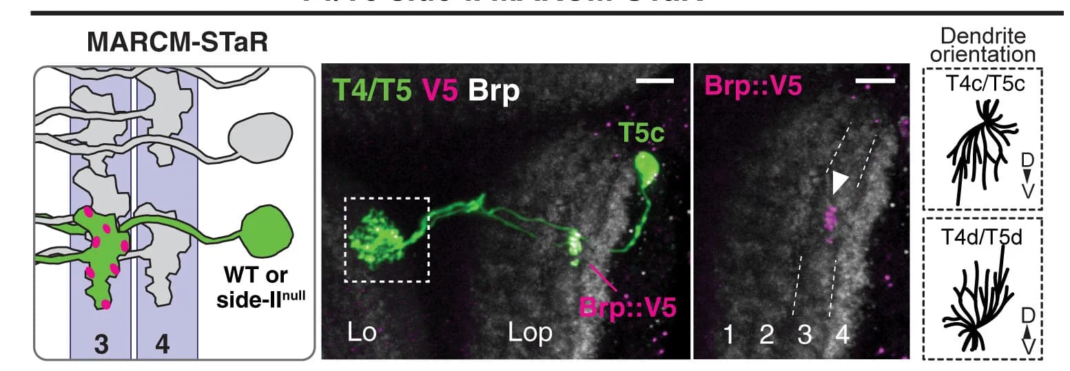 Open access visualization of Microscopy, Illustration, MARCM-STaR, Mosaic, Mutant Neurons