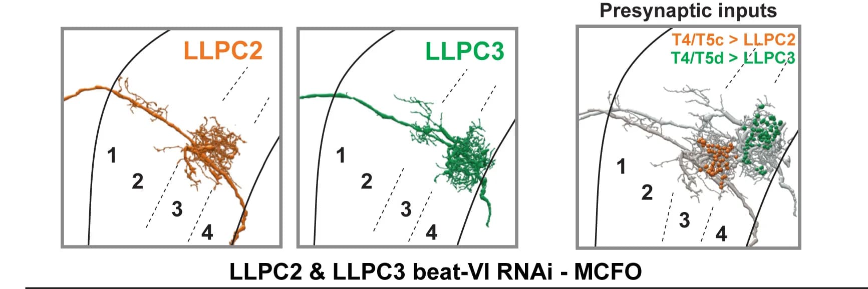 Open access visualization of Illustration, LLPC2, LLPC3, Morphologies, T4/T5 Inputs