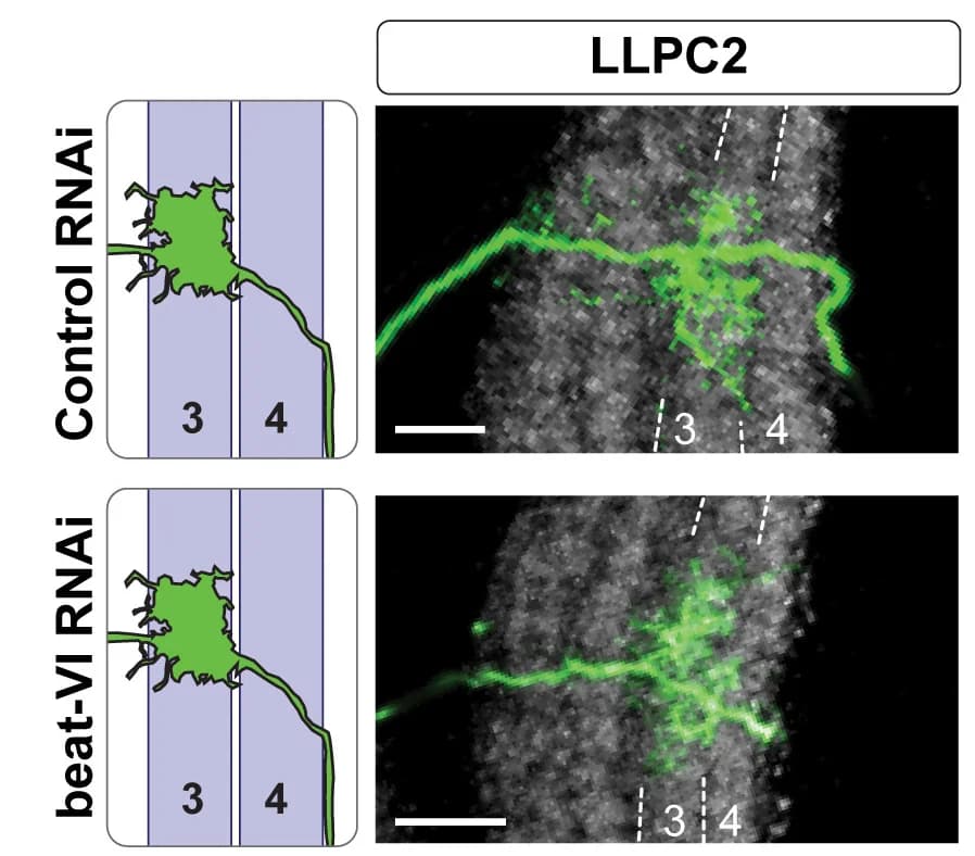 Open access visualization of Microscopy, Illustration, beat-VI RNAi, LLPC2, LLPC3