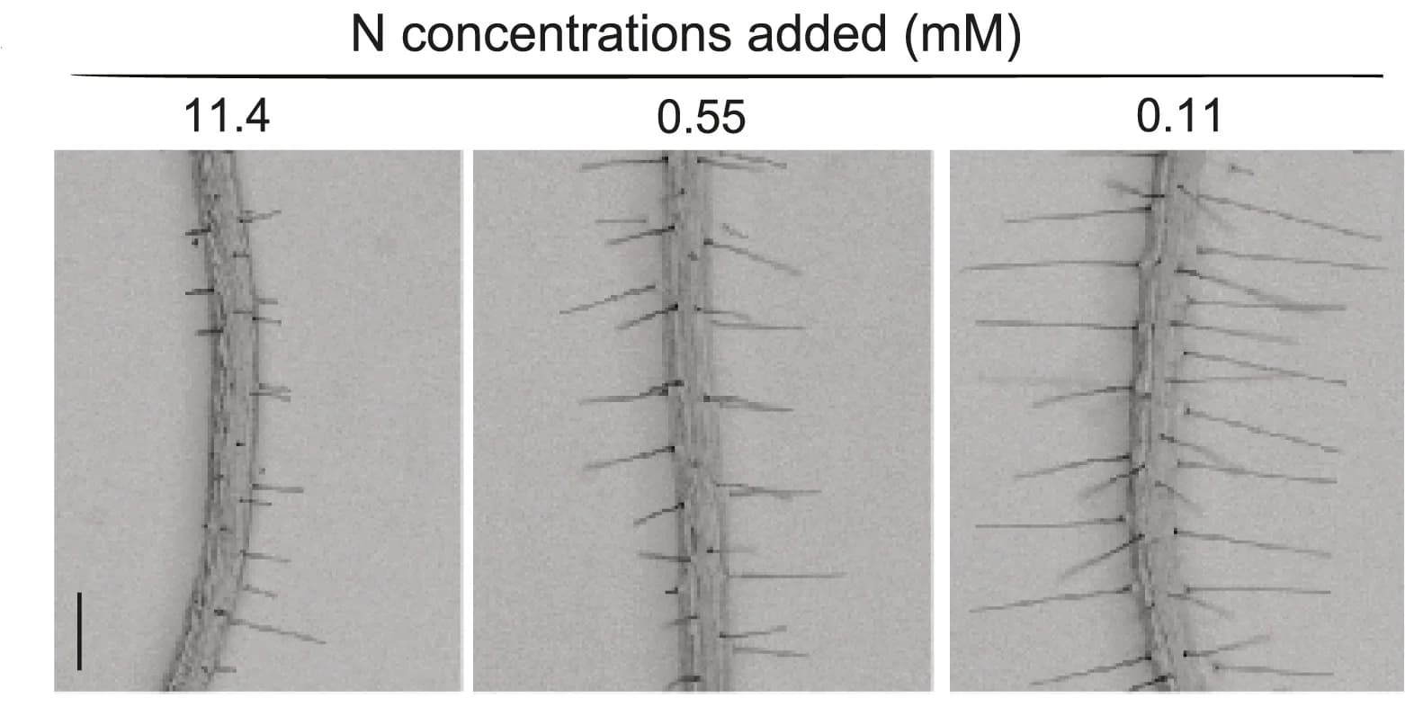 Open access visualization of Microscopy, Photo, Col-0 Plants, Nitrogen Supplies, Seedlings