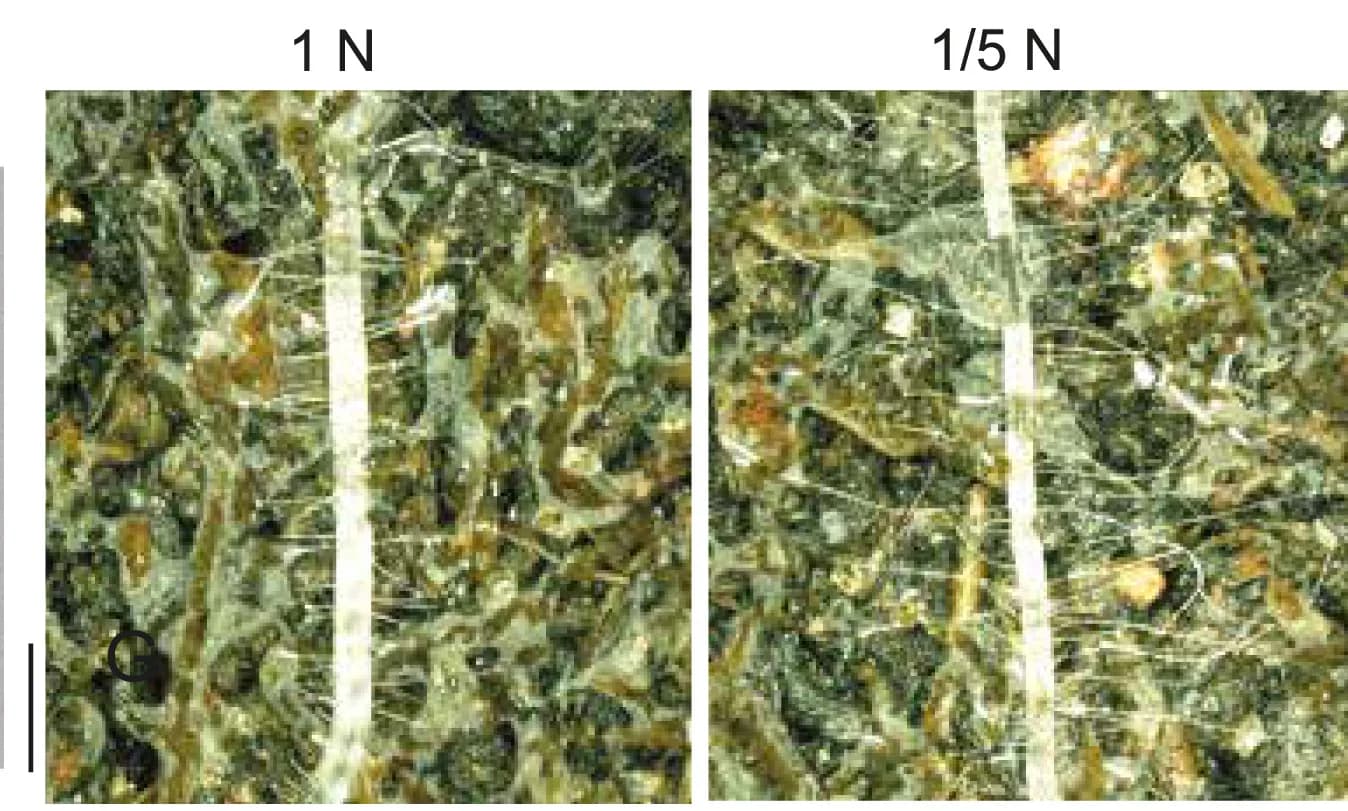 Open access visualization of Microscopy, Col-0 Plants, Nitrogen Supplies, Soil Substrate, Rhizoplates