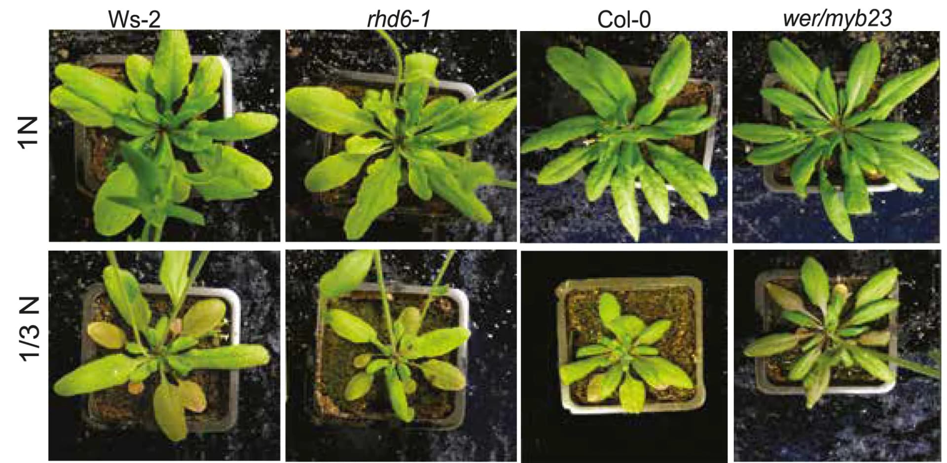 Open access visualization of Photo, rhd6-1 Mutant, wer/myb23 Mutant, Wild Types, Soil Substrate