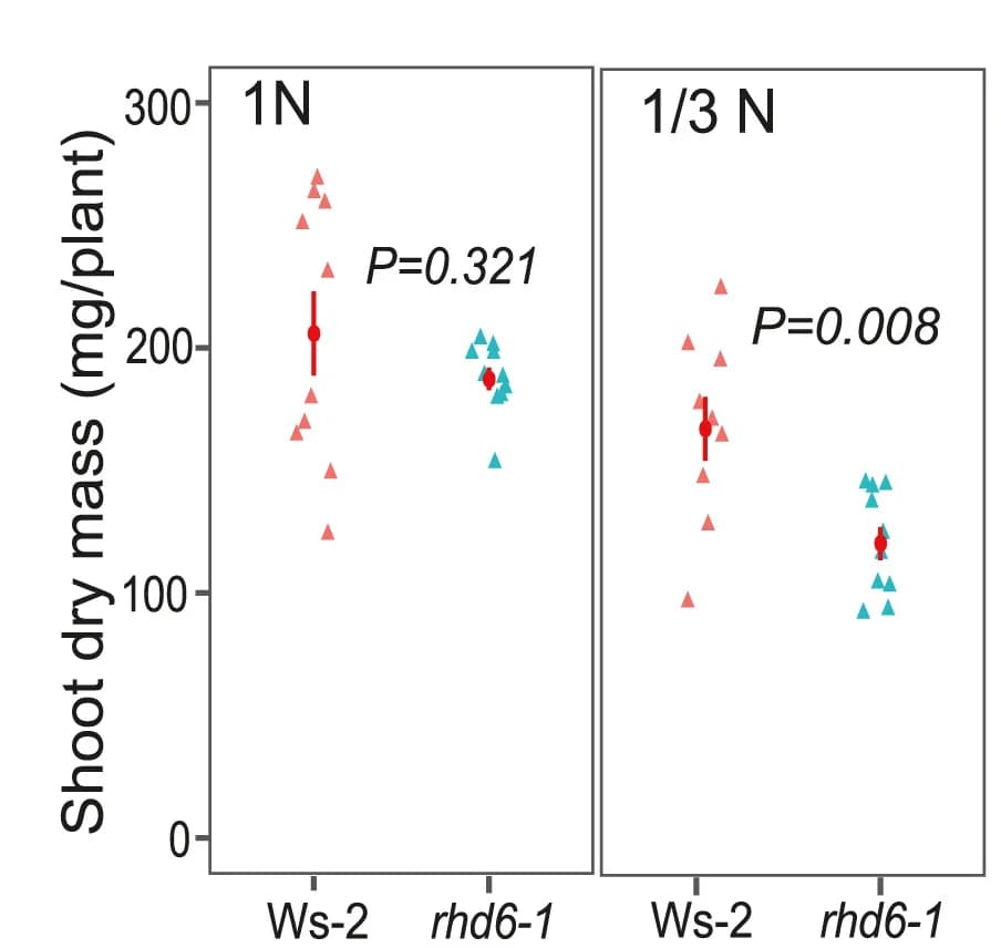 Open access visualization of Scatter Plot, Error Bars, rhd6-1 Mutant, Wild Types, Shoot Biomass