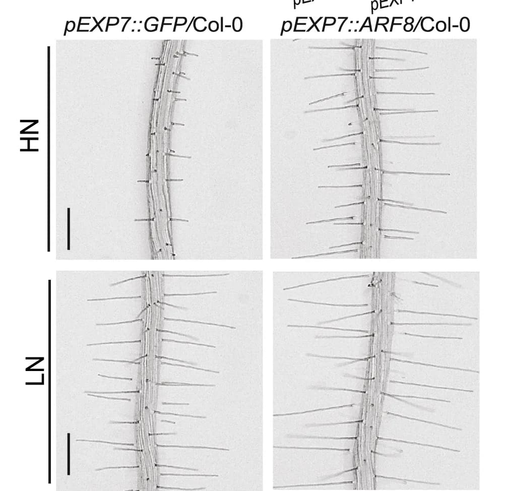 Open access visualization of Microscopy, Representative Images, RH Length, pEXP7::GFP/Col-0, pEXP7::ARF8/Col-0
