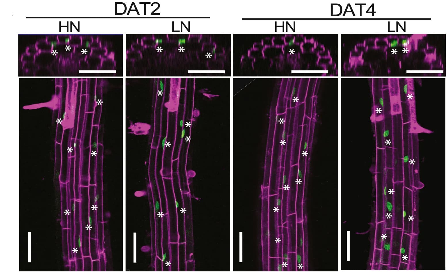 Open access visualization of Microscopy, GFP Signals, Root Elongation, Root Differentiation, Biological Replicates