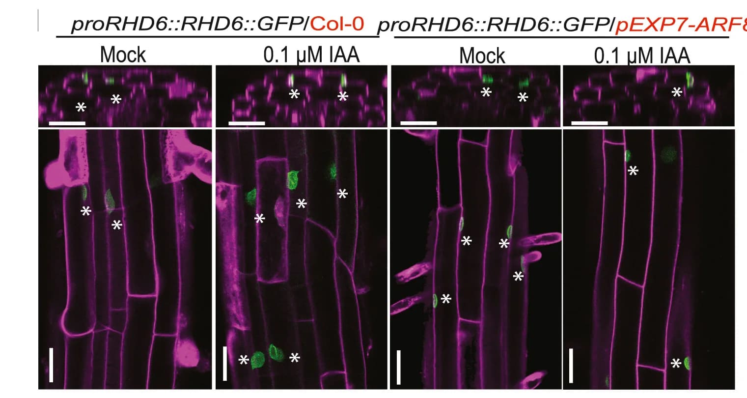 Open access visualization of Microscopy, GFP Signals, Root Elongation, Root Differentiation, Auxin Supply