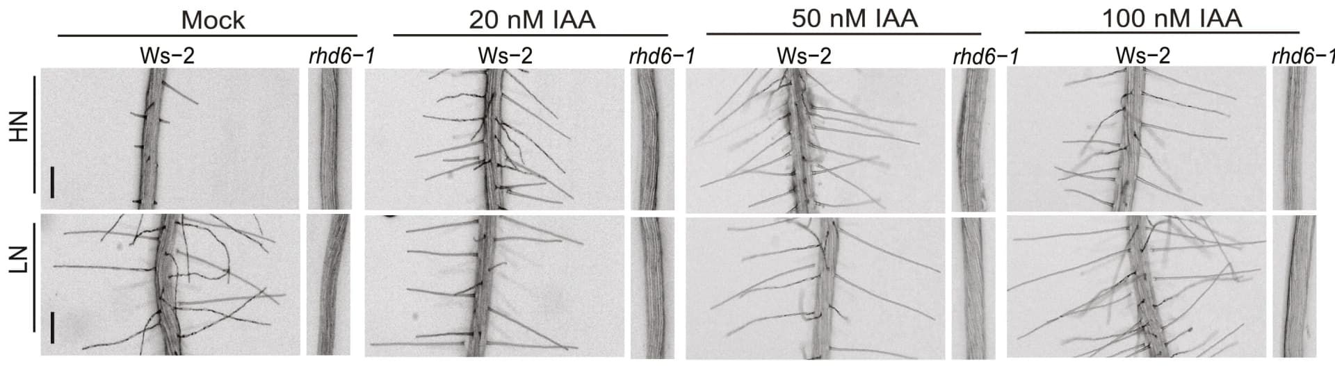 Open access visualization of Microscopy, Photo, Representative Images, Wild-type, HN