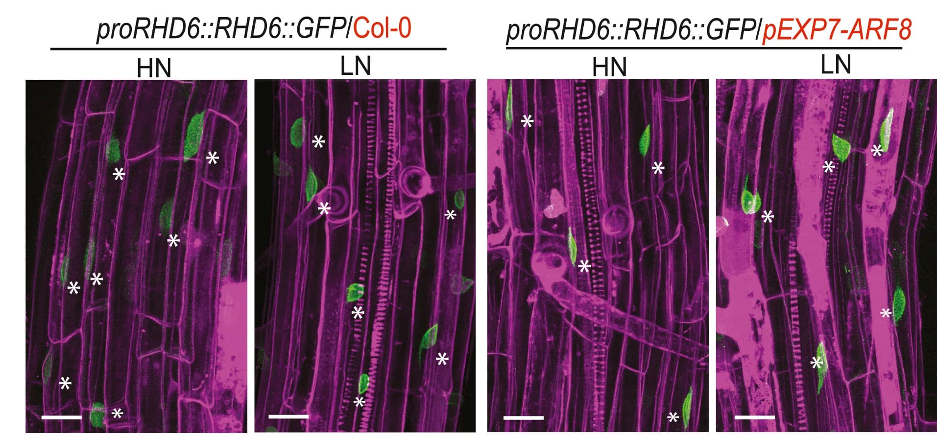 Open access visualization of Microscopy, Representative Images, GFP, Col-0, ARF8