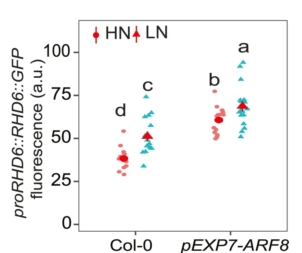 Open access visualization of Scatter Plot, GFP Signals, Col-0, ARF8, HN