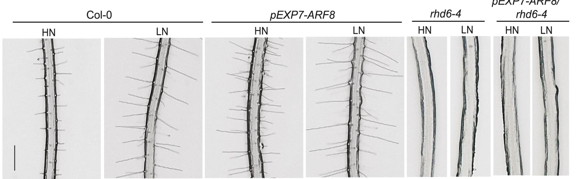Open access visualization of Microscopy, Representative Images, Wild-type, Col-0, ARF8