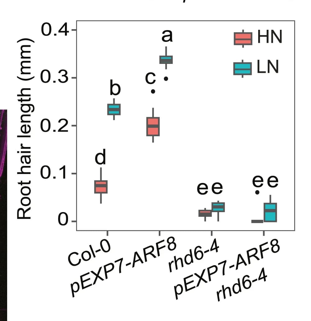 Open access visualization of Box Plot, RH Length, Wild-type, Col-0, ARF8