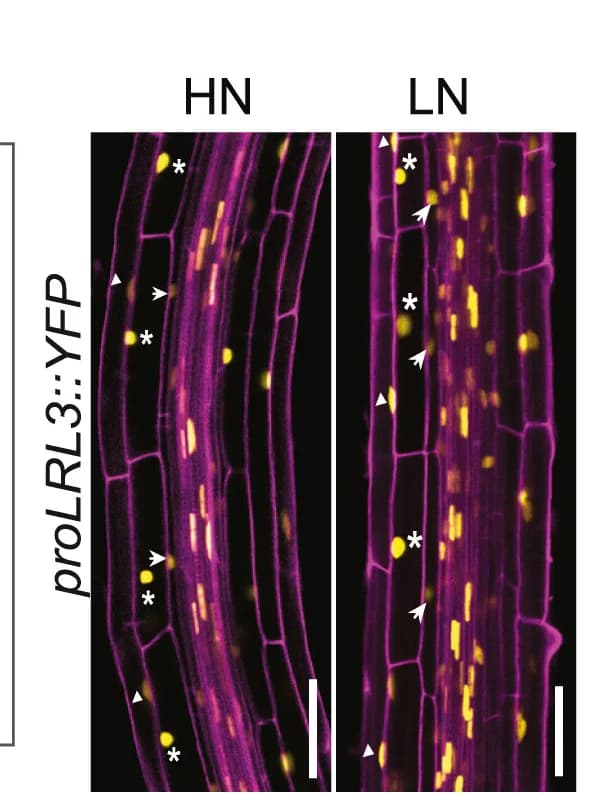Open access visualization of Microscopy, Representative Images, proLRL3::YFP, Low Nitrogen, Nuclear Localization