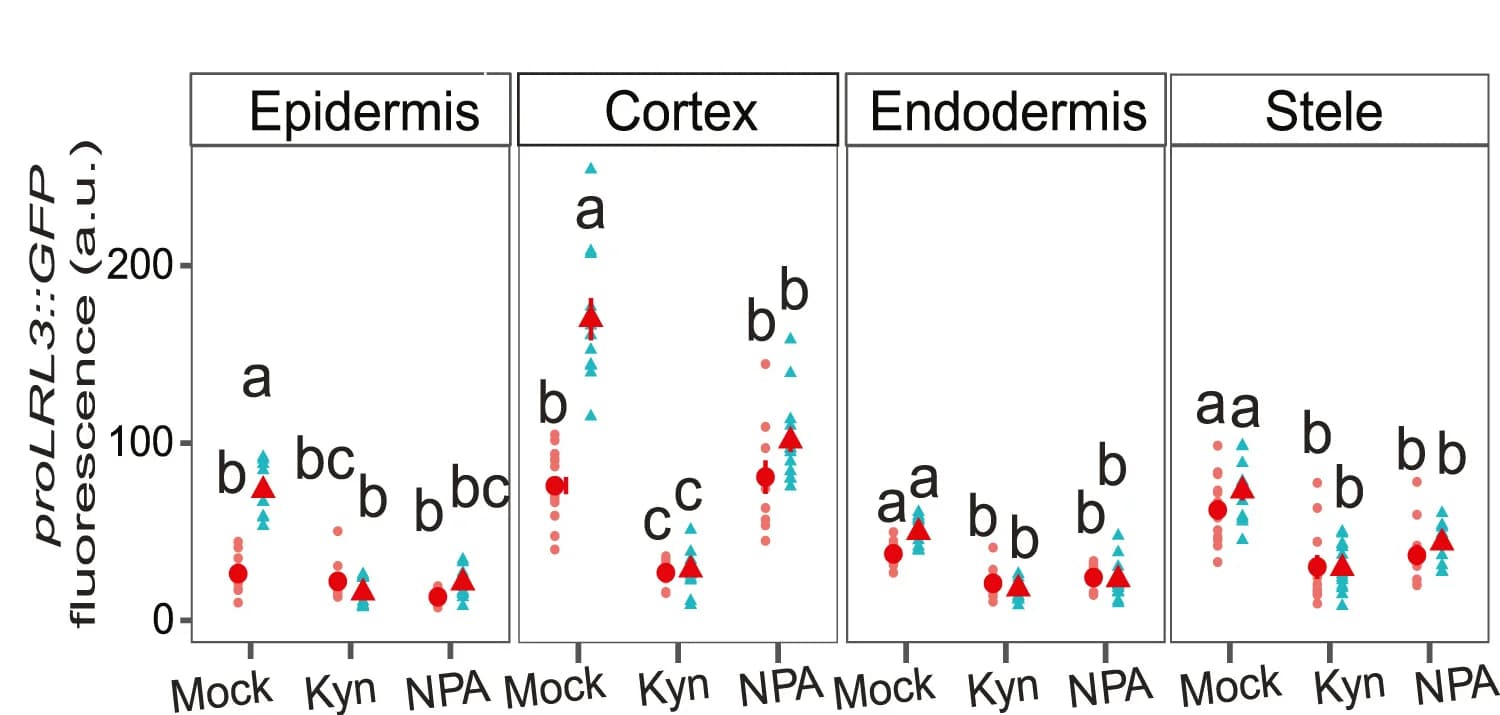 Open access visualization of Scatter Plot, GFP Signal Intensity, Nuclear Localization, proLRL3::YFP, Auxin Biosynthesis Inhibitor