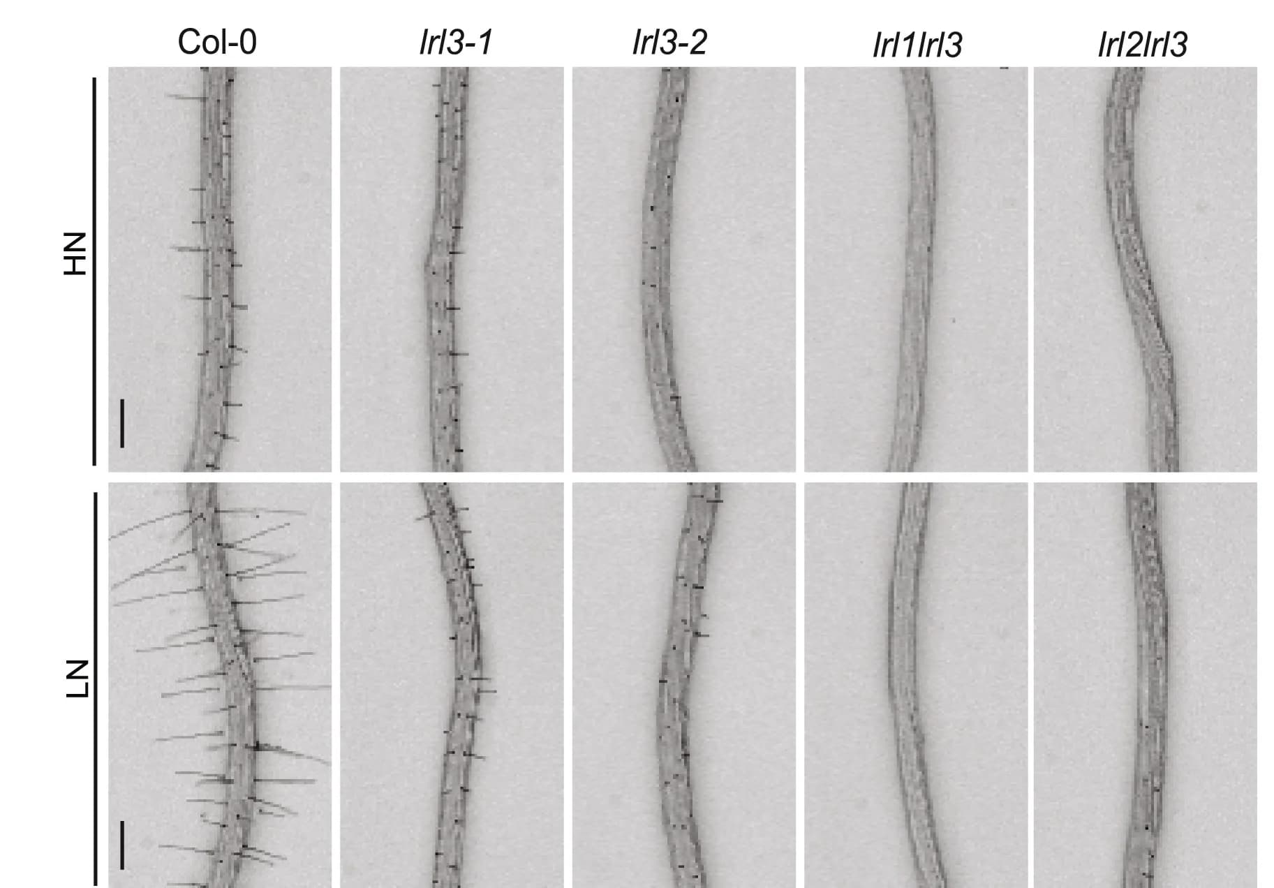 Open access visualization of Microscopy, Representative Images, lrl3-1, lrl3-2, lrl1lrl3