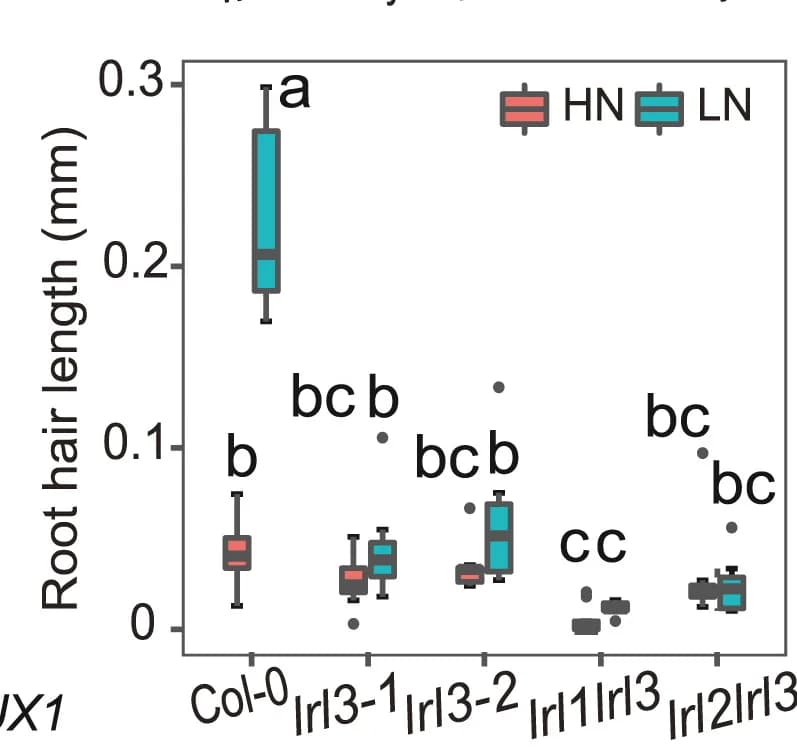 Open access visualization of Box Plot, Scatter Plot, Root Hair Length, lrl3-1, lrl3-2