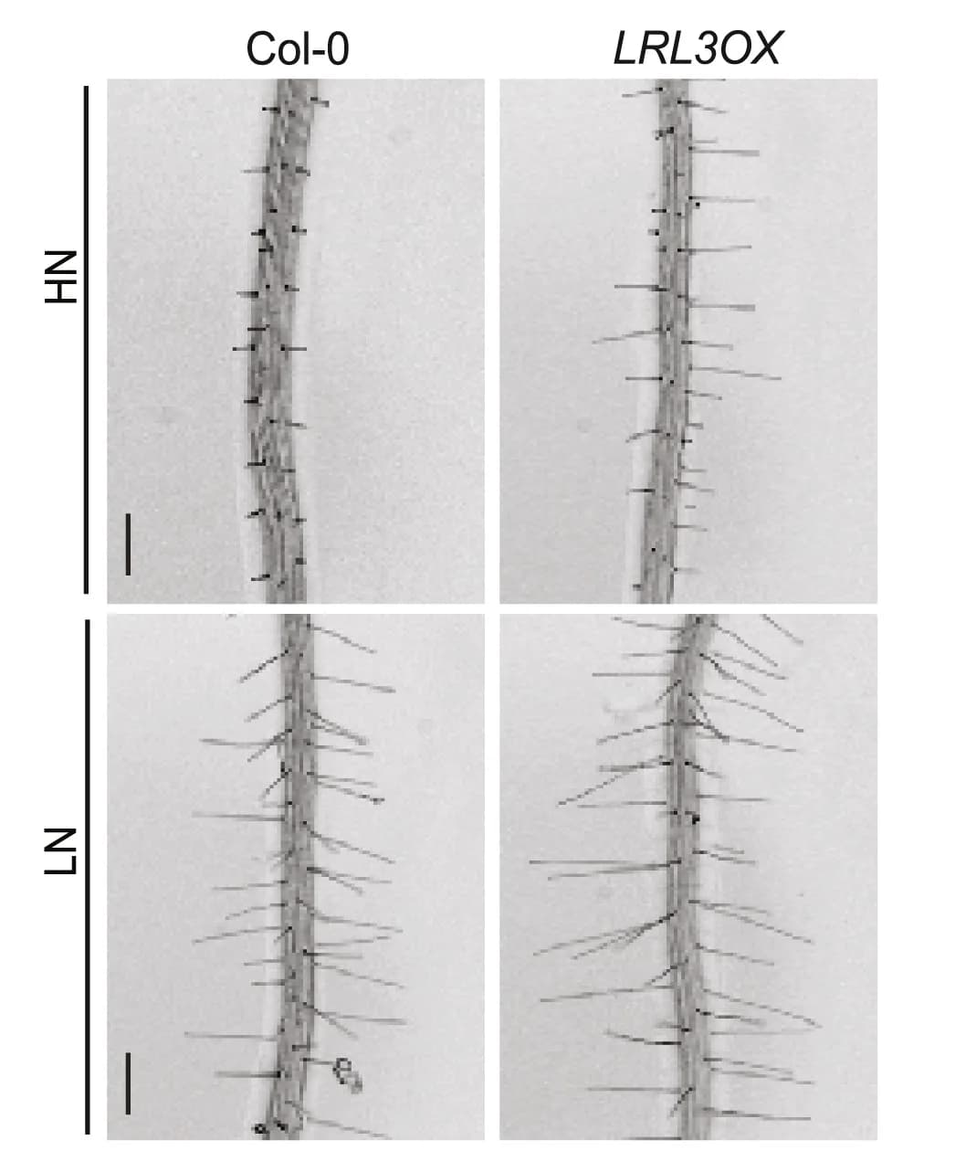 Open access visualization of Microscopy, Representative Images, LRL3 Overexpression, High Nitrogen, Low Nitrogen