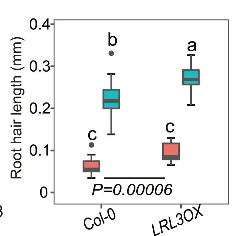 Open access visualization of Box Plot, Root Hair Length, LRL3 Overexpression, High Nitrogen, Low Nitrogen