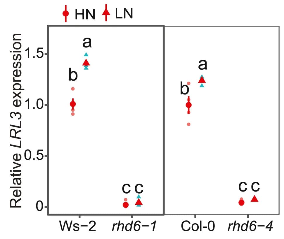 Open access visualization of Scatter Plot, qPCR, Roots, Wild-type, rhd6 mutant