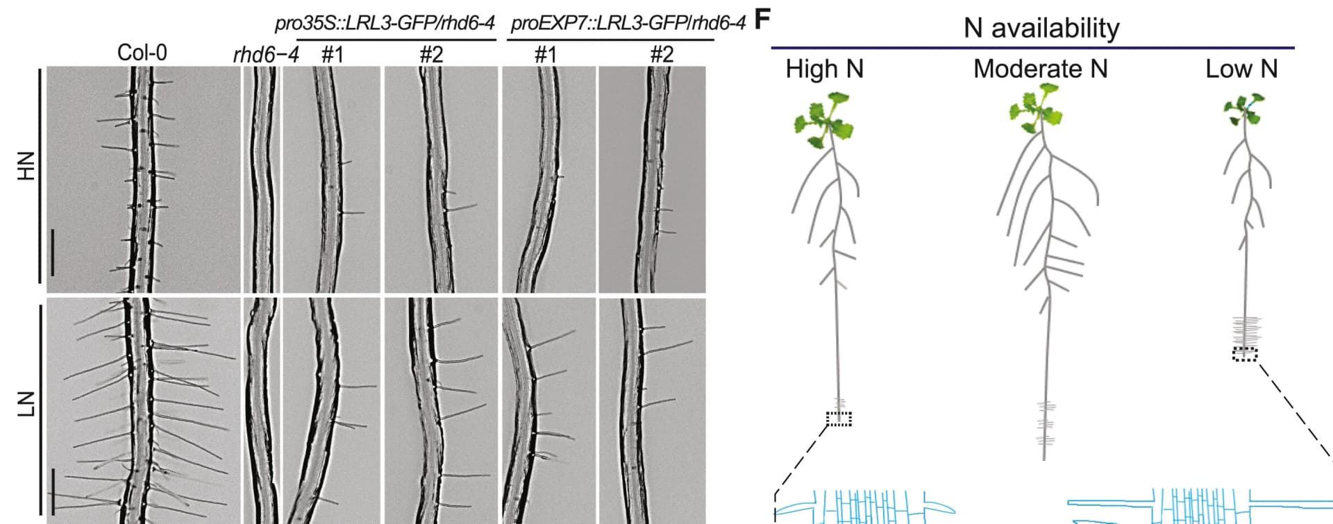 Open access visualization of Microscopy, Illustration, Representative Images, Root Hair Length, Wild-type