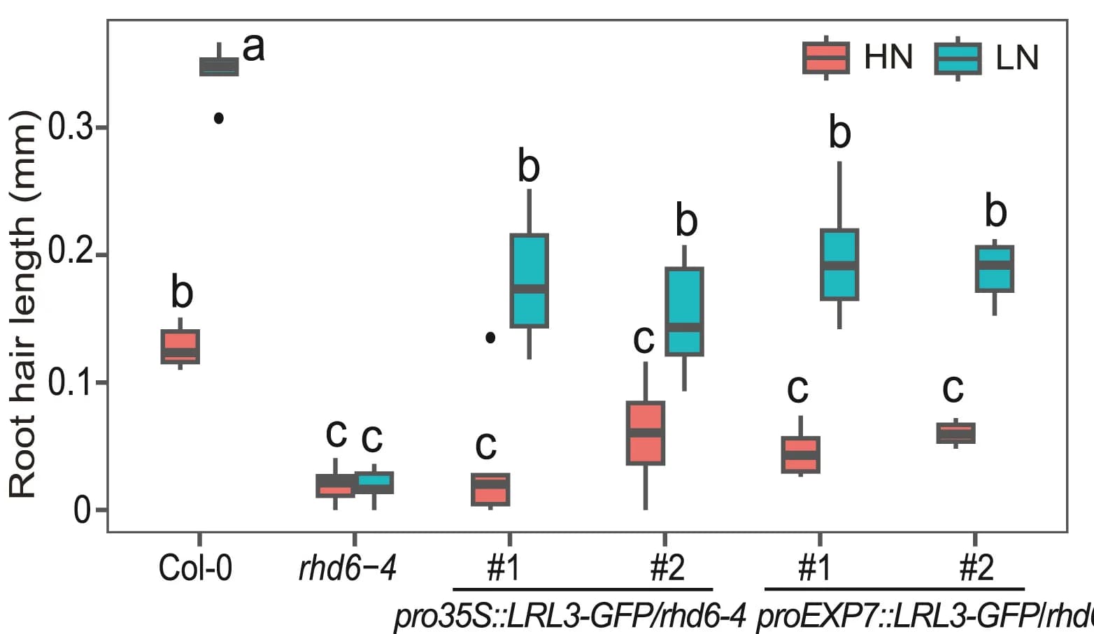 Open access visualization of Box Plot, Root Hair Length, Wild-type, rhd6 mutant, LRL3::GFP
