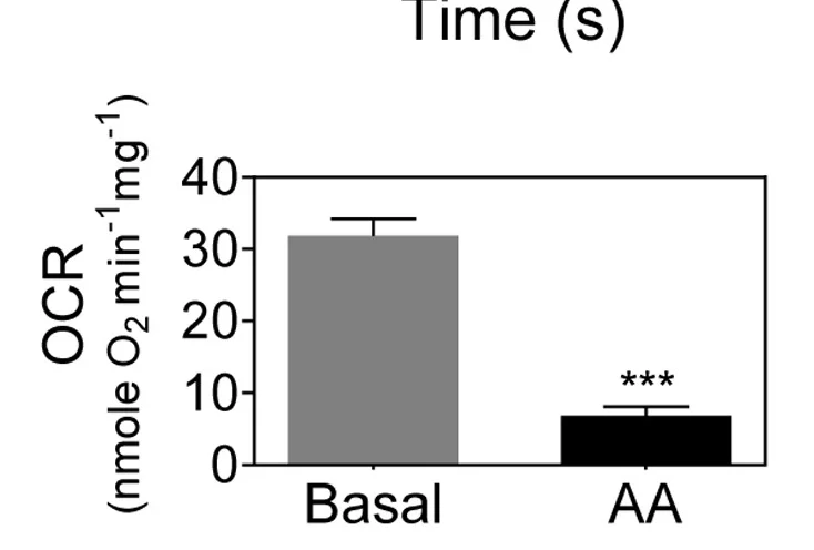 Open access visualization of Bar Plot, Error Bars, Oxygen Consumption Rate, Isolated Mitochondria