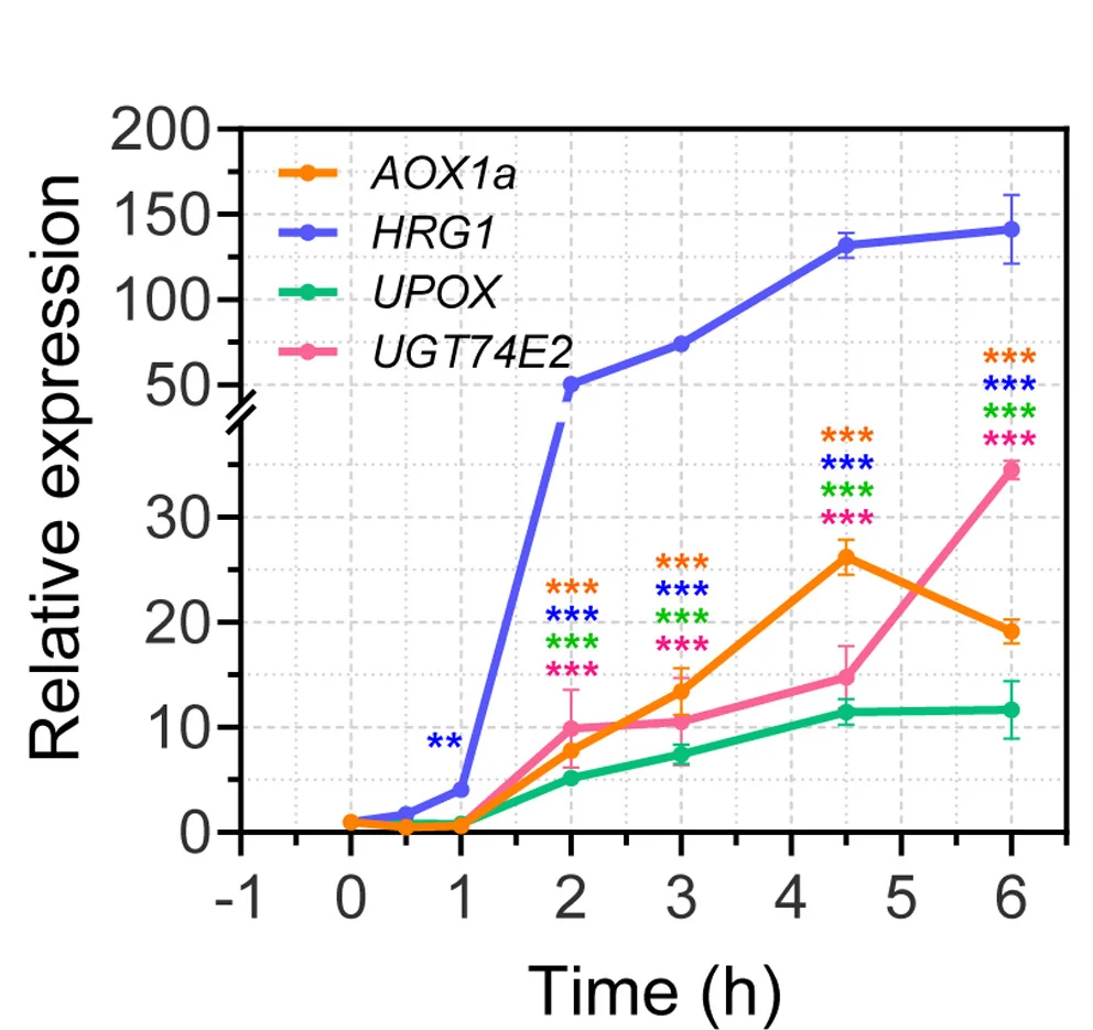 Open access visualization of Line Plot, Error Bars, MRR-Marker Genes, Oligomycin Treatment, Significant Differences