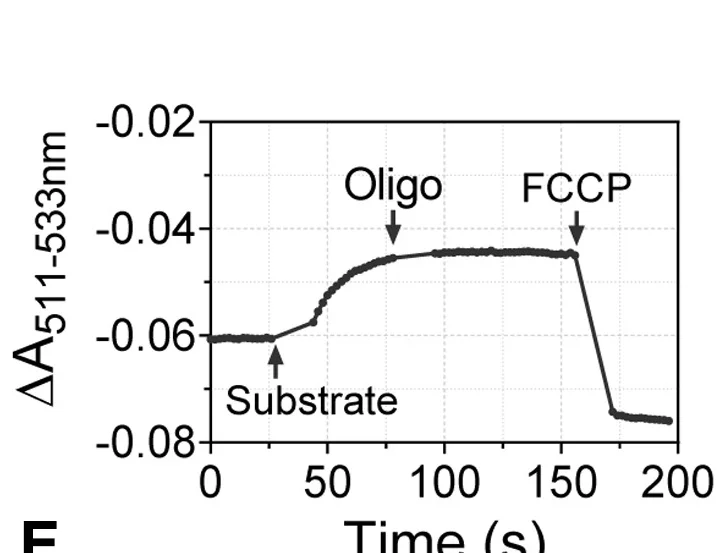 Open access visualization of Line Plot, Δψm Measurement, Isolated Mitochondria, Safranin O