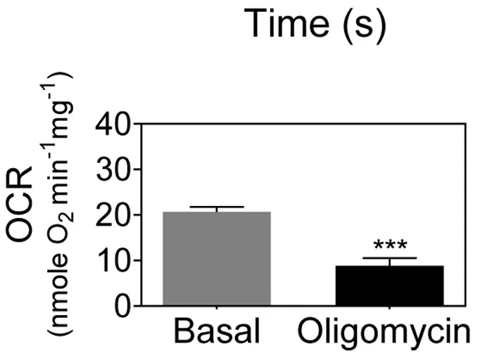 Open access visualization of Bar Plot, Error Bars, Oxygen Consumption Rate, Isolated Mitochondria, Oligomycin