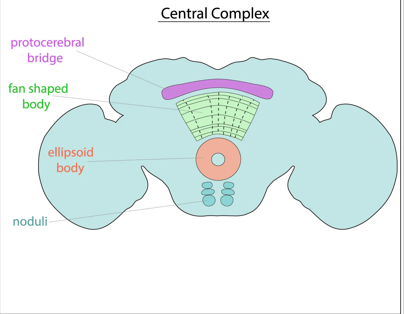 Open access visualization of Illustration, Drosophila, Adult Brain, Central Complex, Neuropils