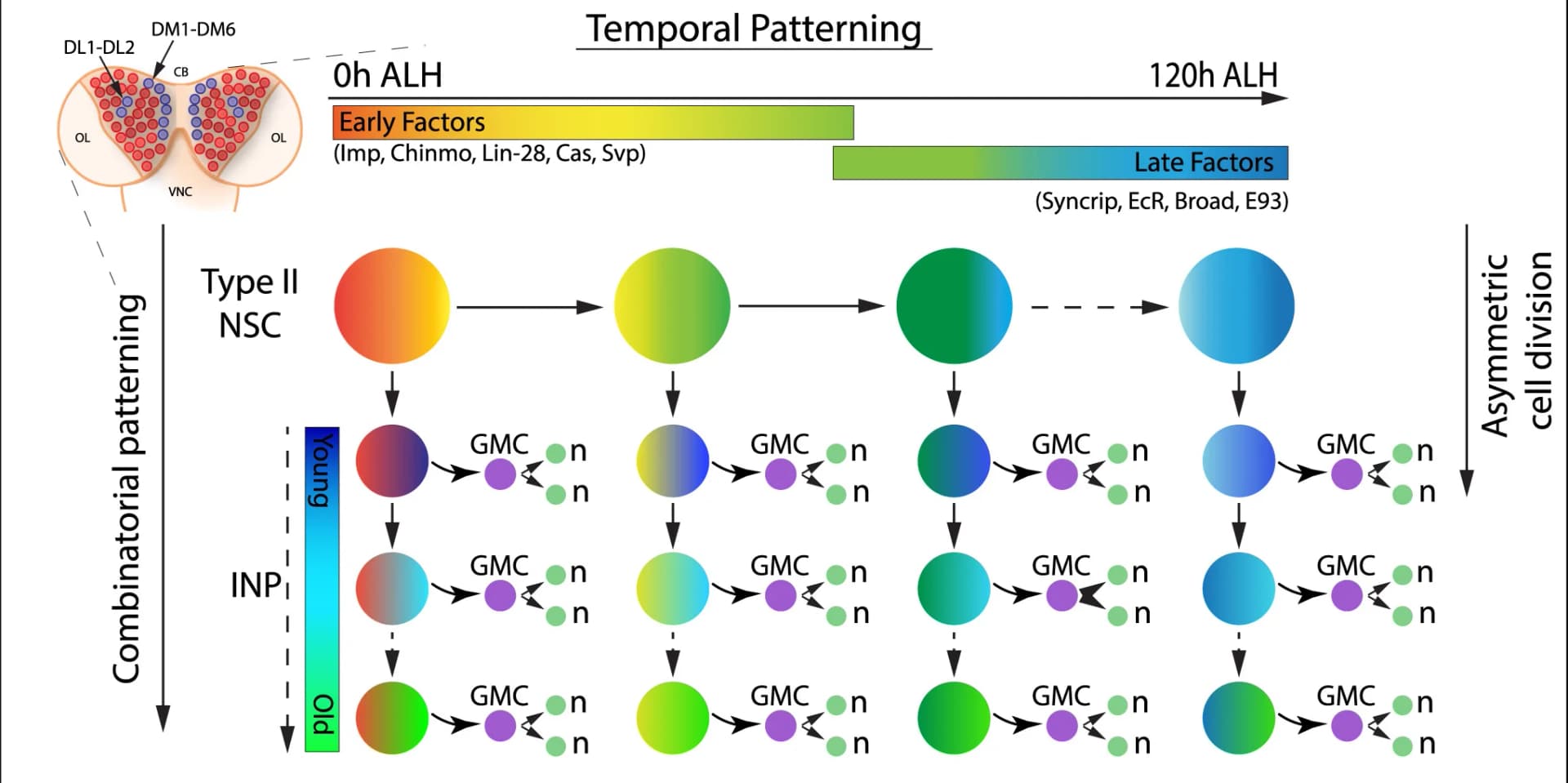 Open access visualization of Workflow, Flowchart, Illustration, NSCs, Larval Brain