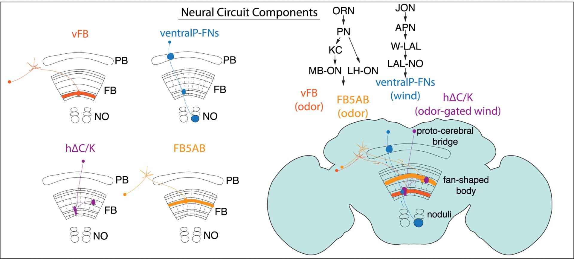 Open access visualization of Workflow, Illustration, Pathway, CX Neurons, Olfactory Navigation